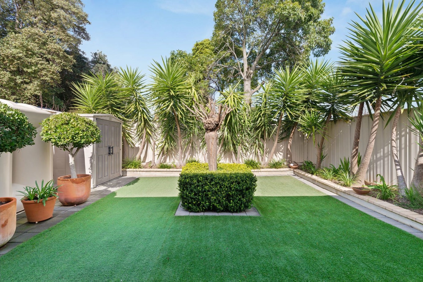 Clovelly Park backyard. Medium size square yard with large yukka trees and a hedge in the centre. 